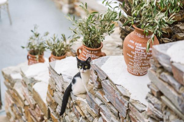greek wedding, greek island, wedding venue, wedding decoration, flower decoration