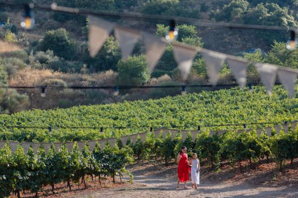 Greece, Greek venue, nature, green, vineyards, name giving, ceremony decoration, string light