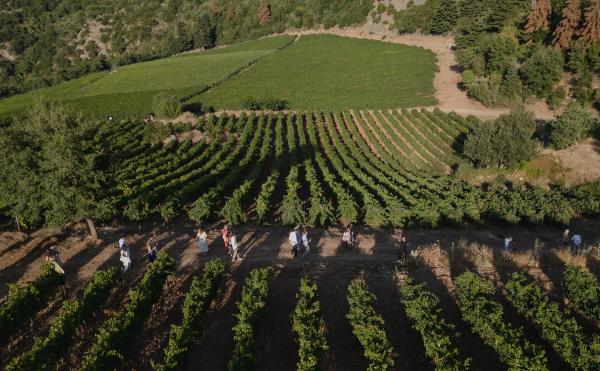 Greece, Greek venue, nature, green, vineyards, name giving, ceremony decoration 